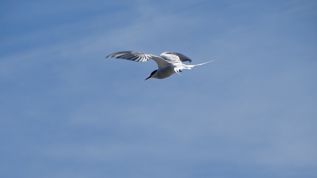 Arctic Tern - ML620519347