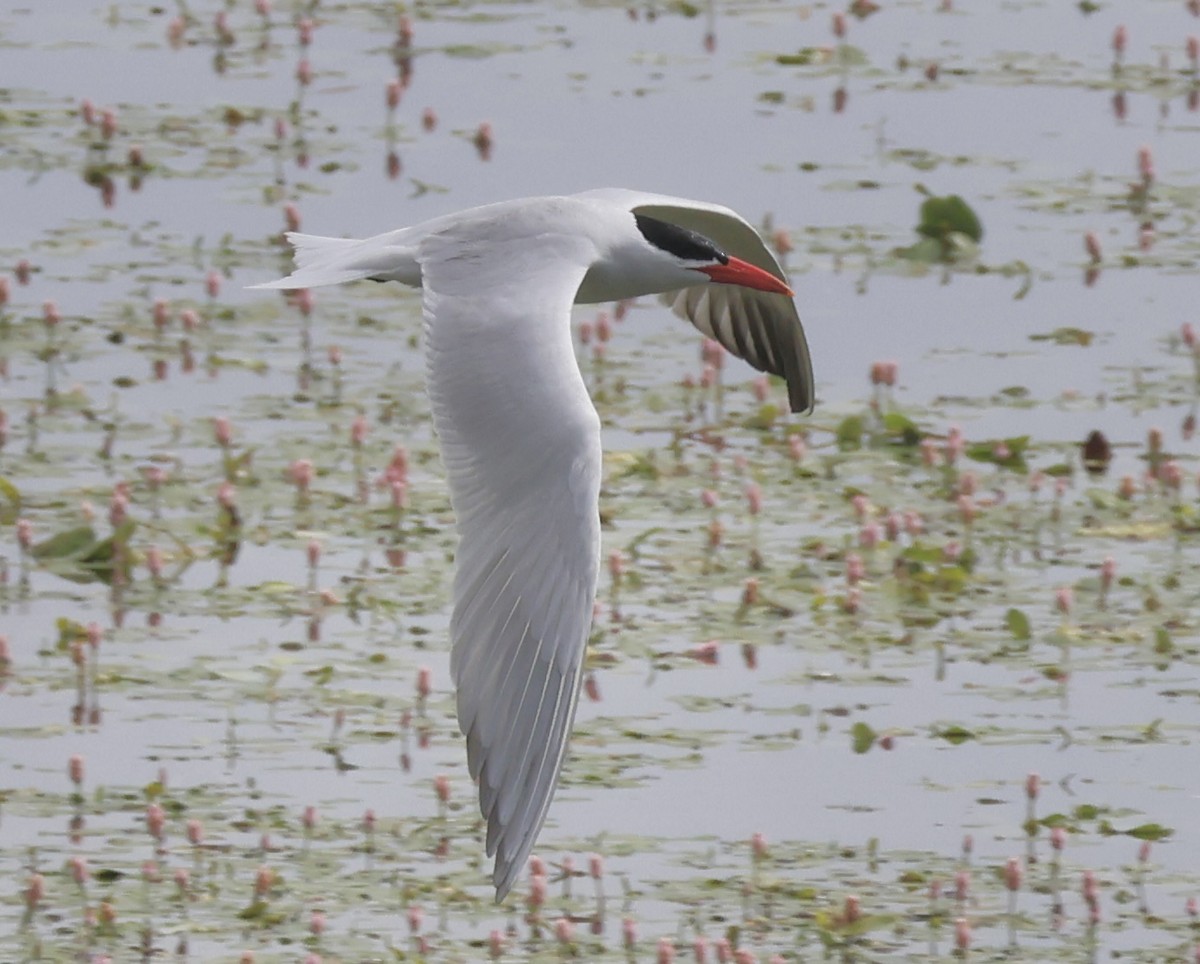 Caspian Tern - ML620519349