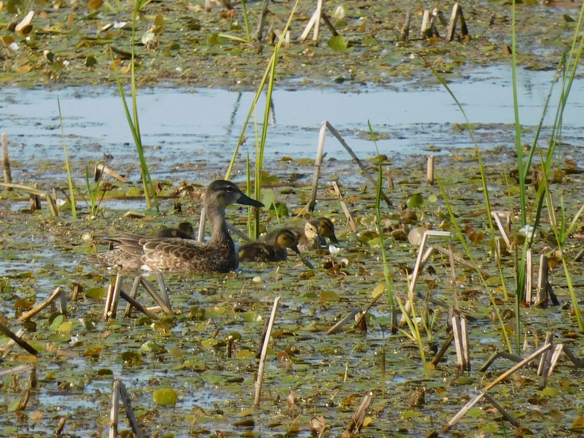 Blue-winged Teal - ML620519353