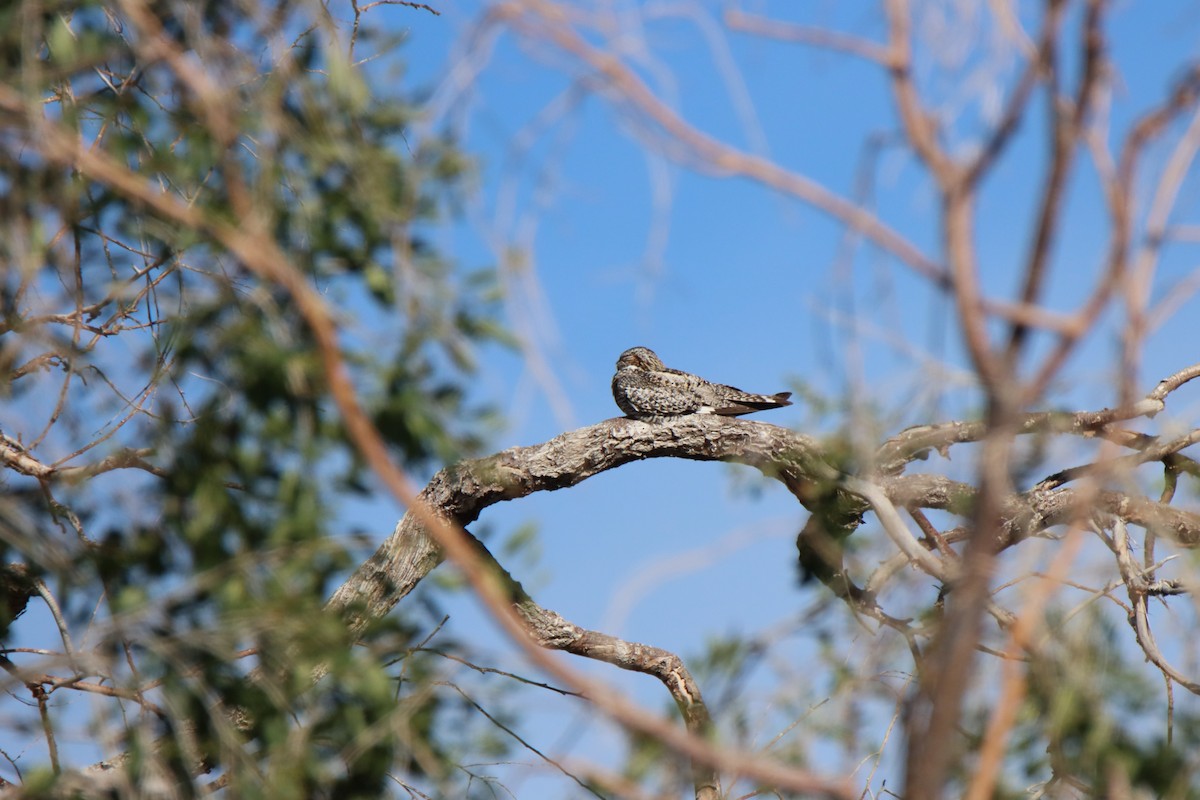 Common Nighthawk - ML620519358