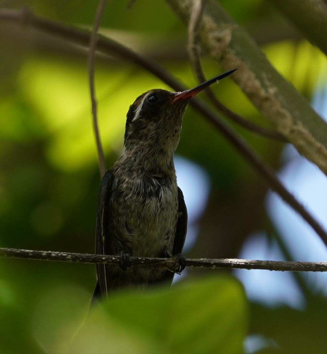 hummingbird sp. - ML620519359