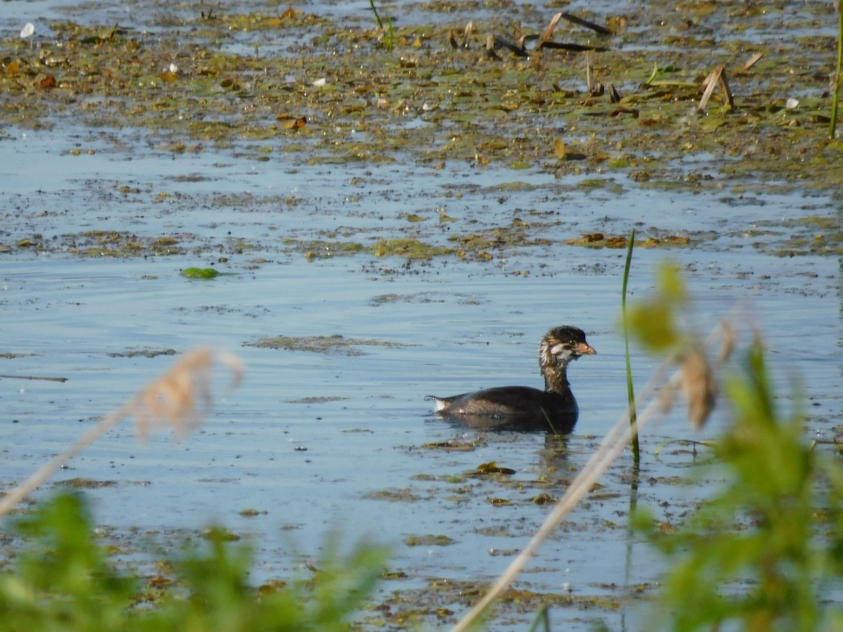 Pied-billed Grebe - ML620519361