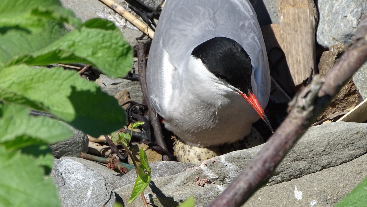 Common Tern - ML620519369