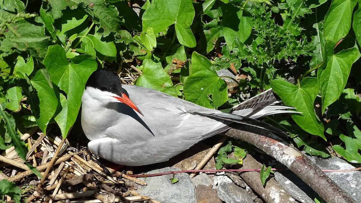 Common Tern - ML620519370