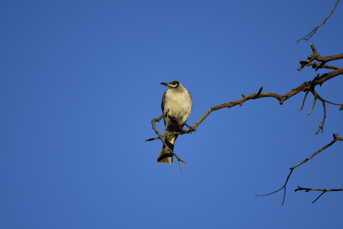 Little Friarbird - ML620519371