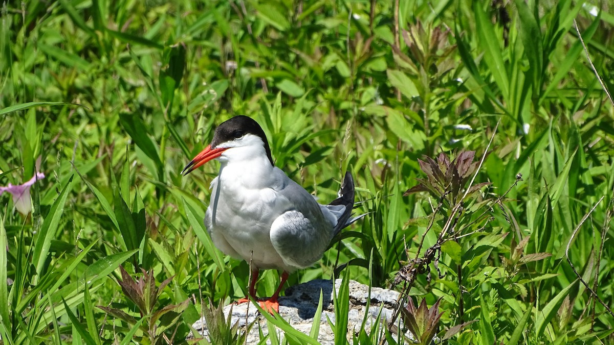 Common Tern - ML620519372