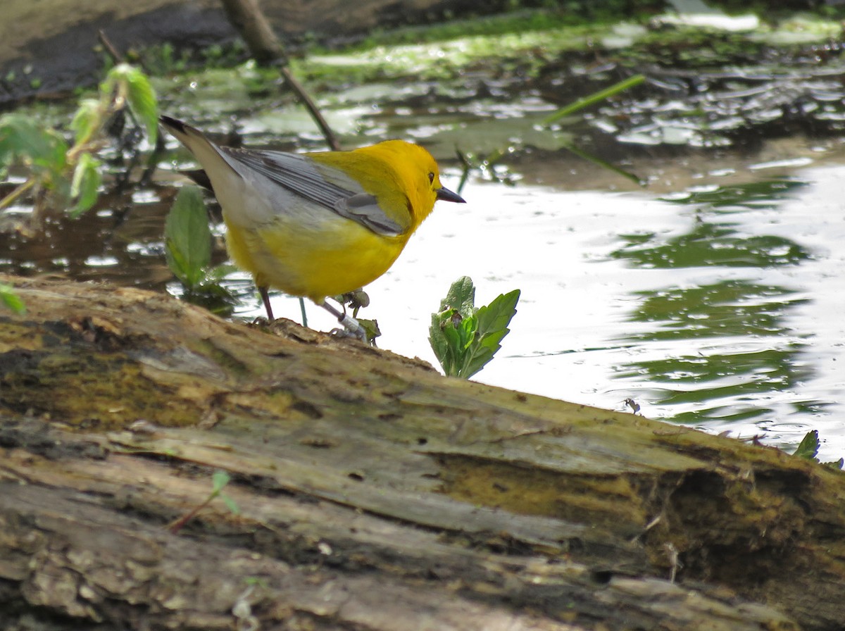 Prothonotary Warbler - ML620519375