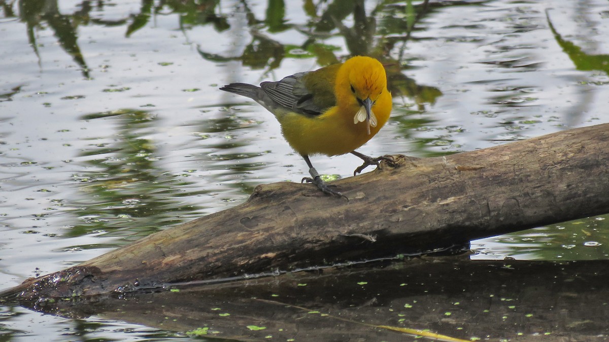 Prothonotary Warbler - ML620519376