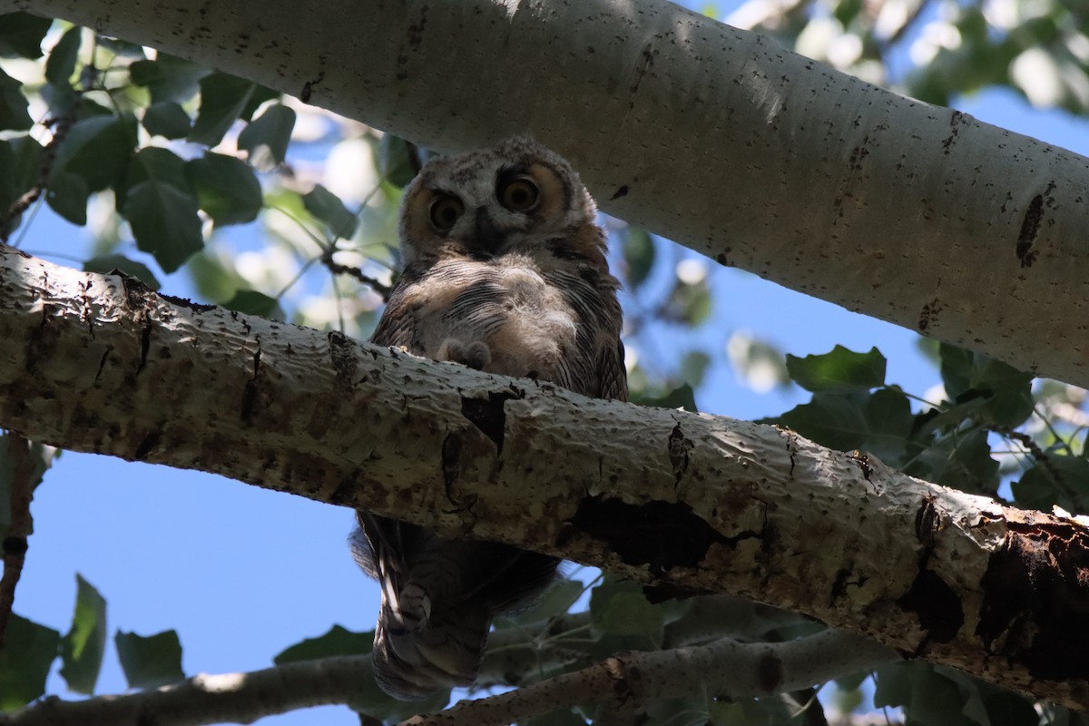 Great Horned Owl - ML620519379