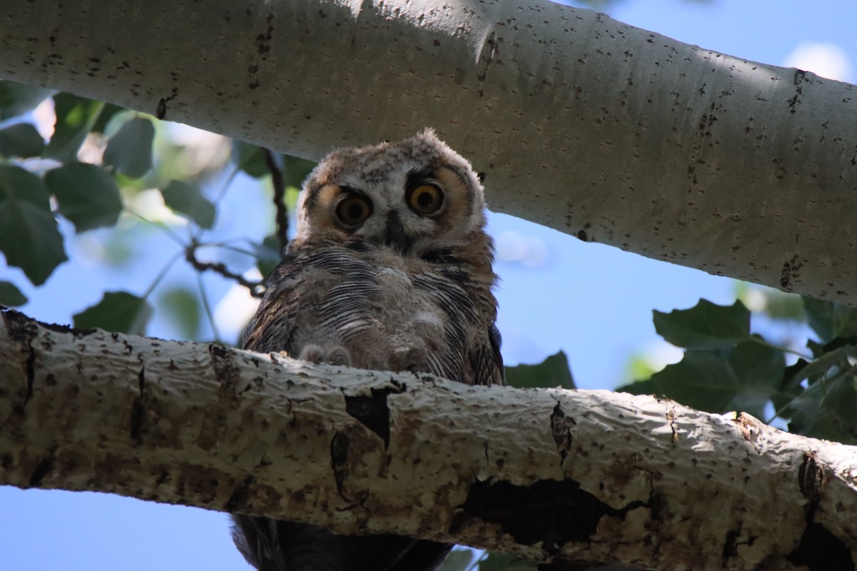 Great Horned Owl - ML620519381
