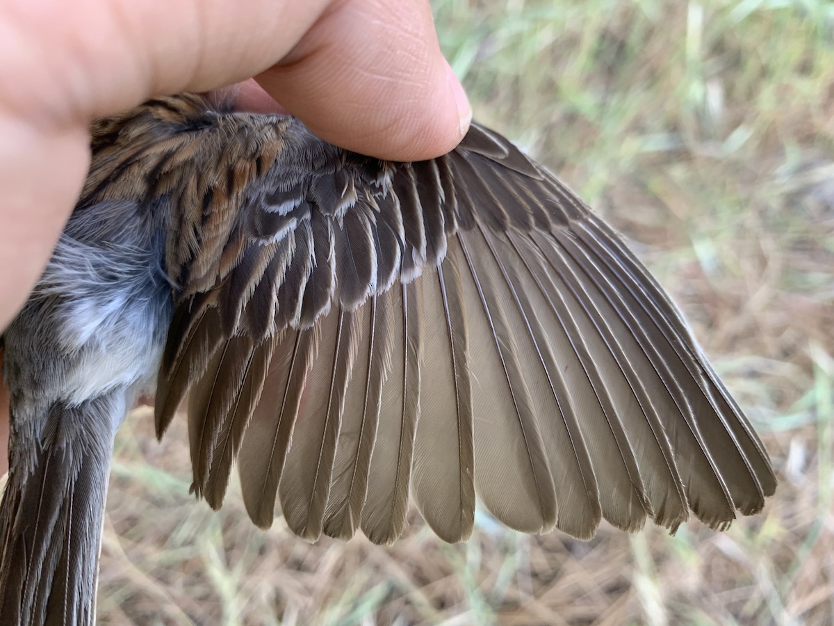 Chipping Sparrow - Mietron Shahbodaghloo