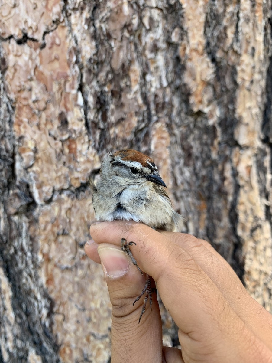 Chipping Sparrow - ML620519392