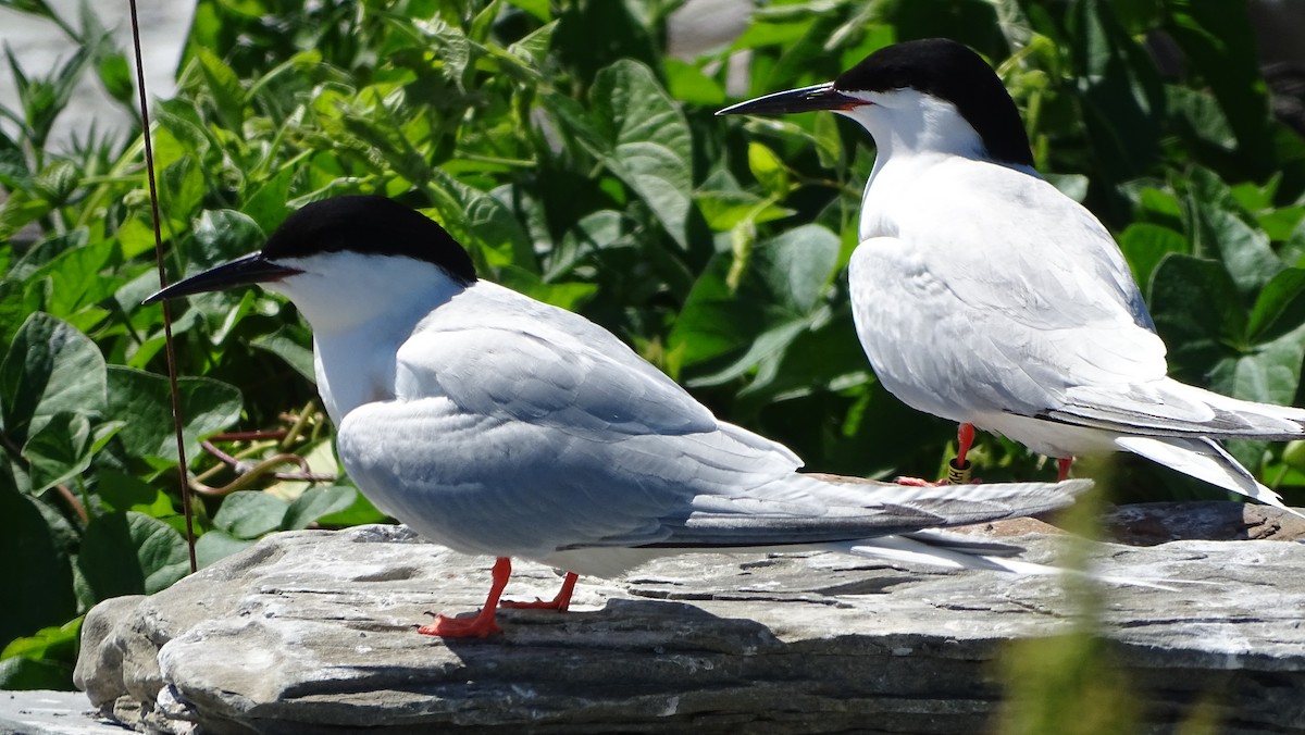 Roseate Tern - ML620519398