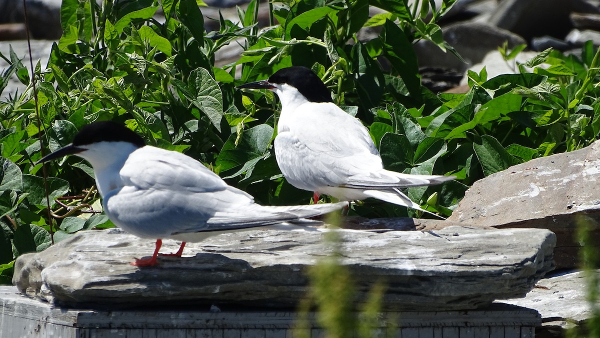 Roseate Tern - Amy Simmons