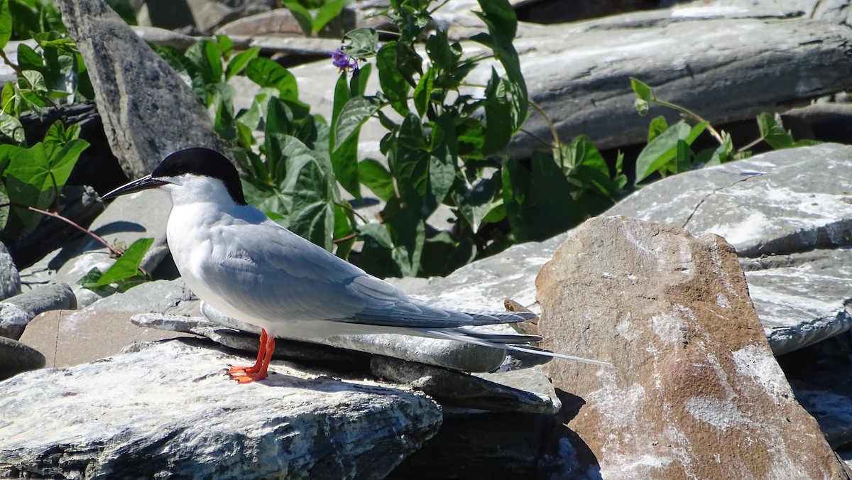 Roseate Tern - ML620519403