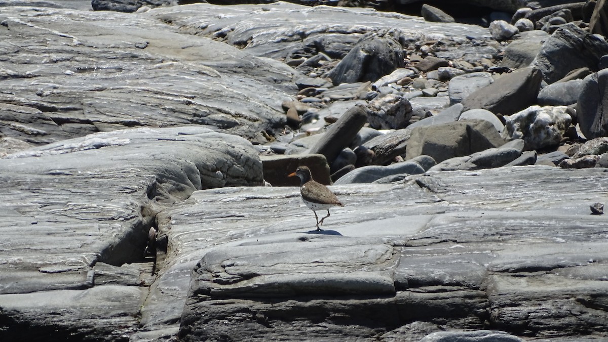 Spotted Sandpiper - Amy Simmons
