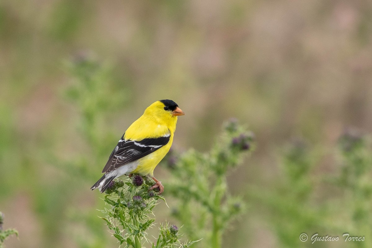 American Goldfinch - ML620519417