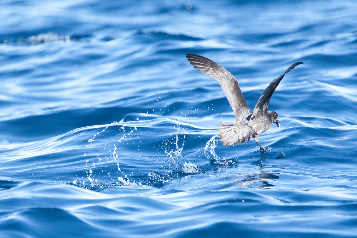 Petrel de Solander - ML620519425