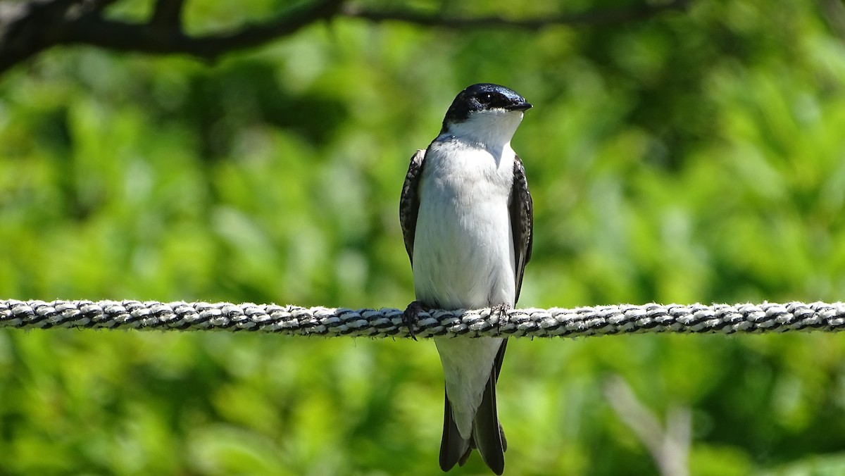 Tree Swallow - Amy Simmons