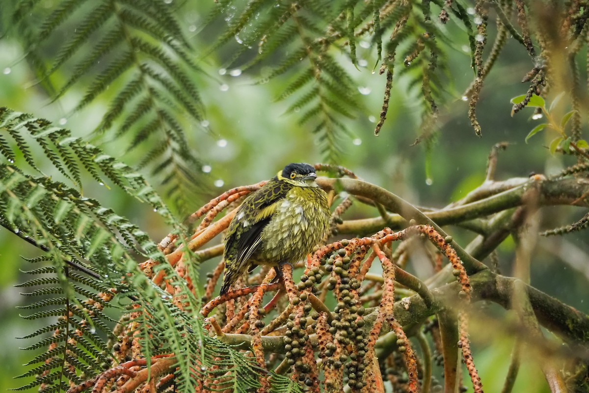 Cotinga écaillé - ML620519433