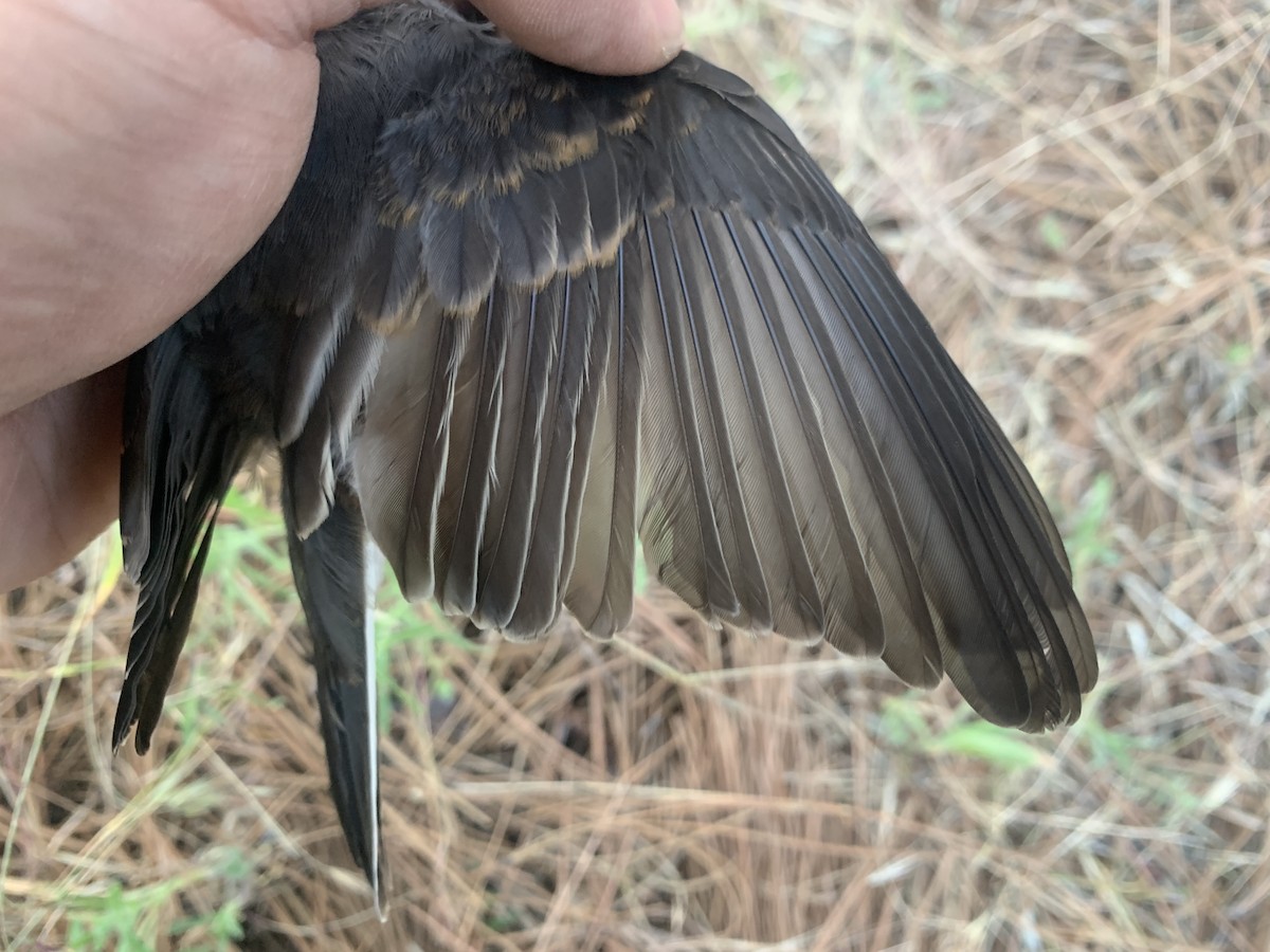 Black Phoebe - ML620519449