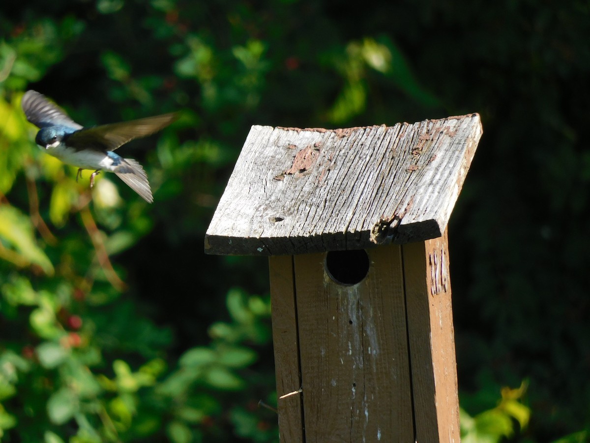 Tree Swallow - ML620519453