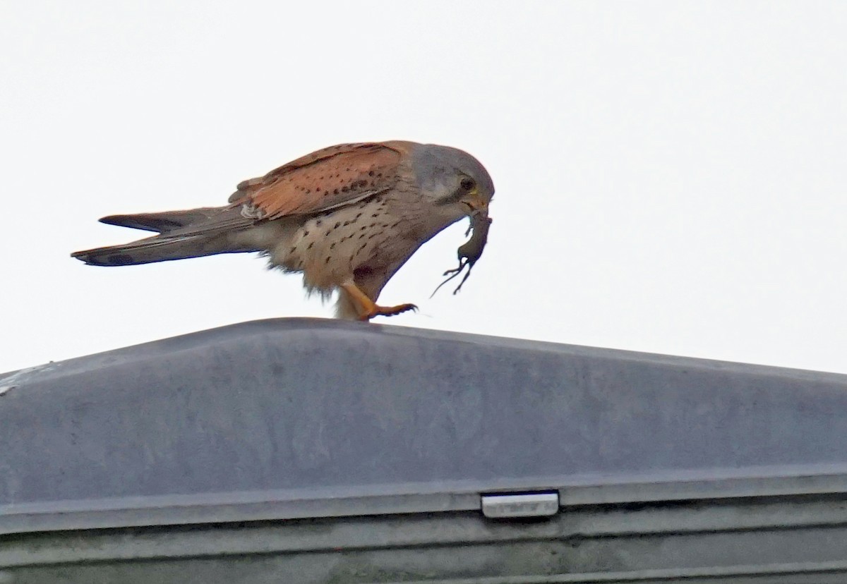 Eurasian Kestrel - ML620519454