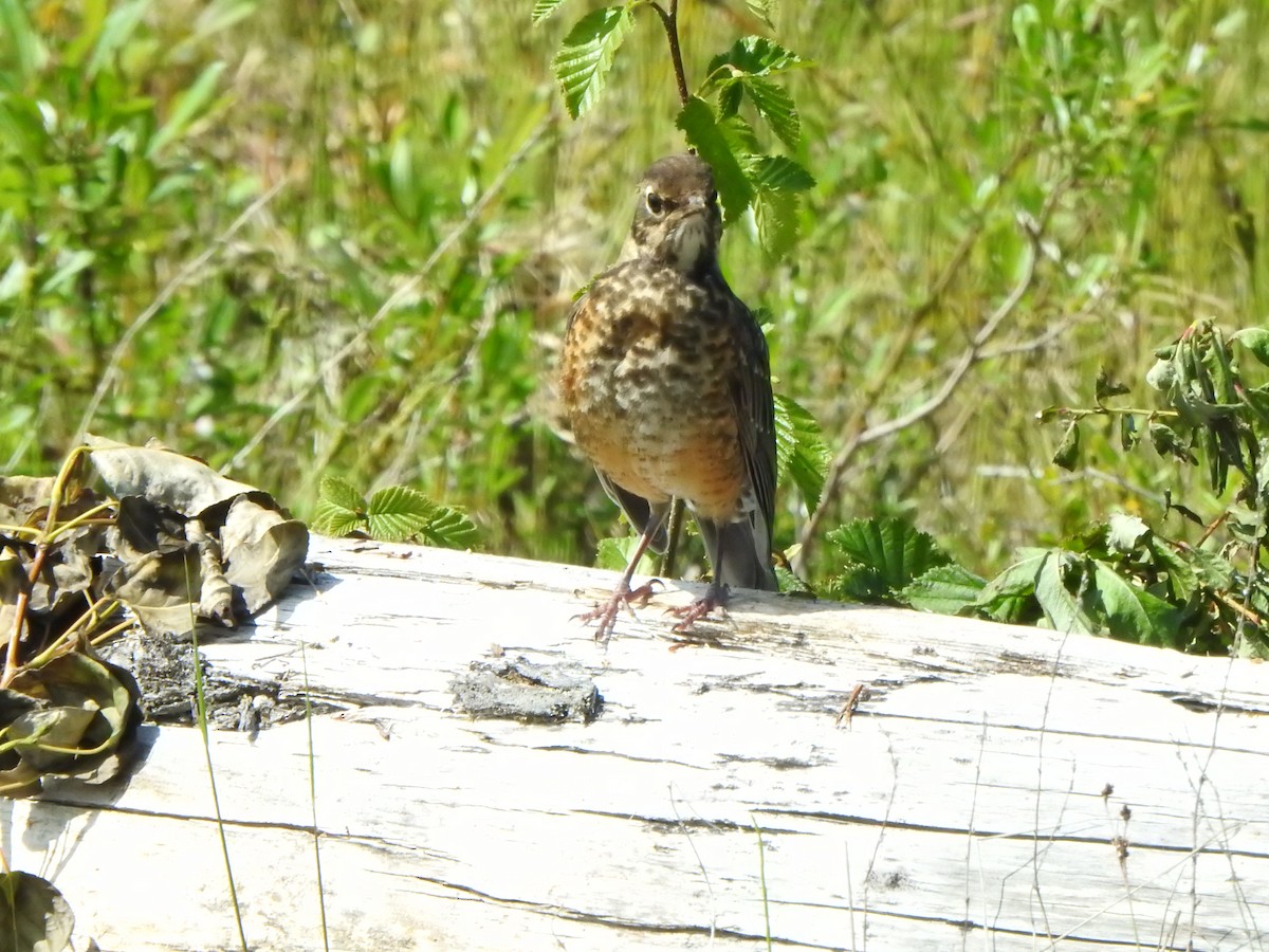 American Robin - ML620519455