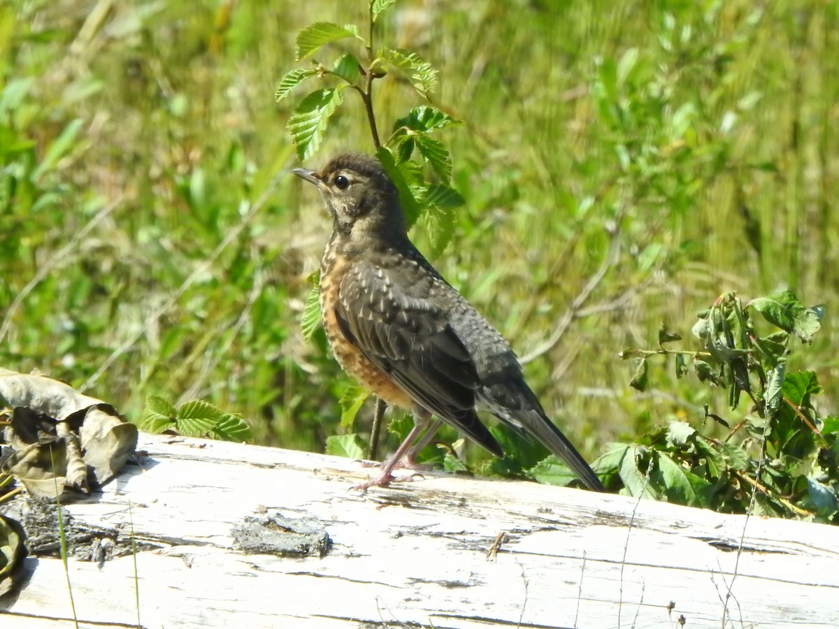 American Robin - ML620519456