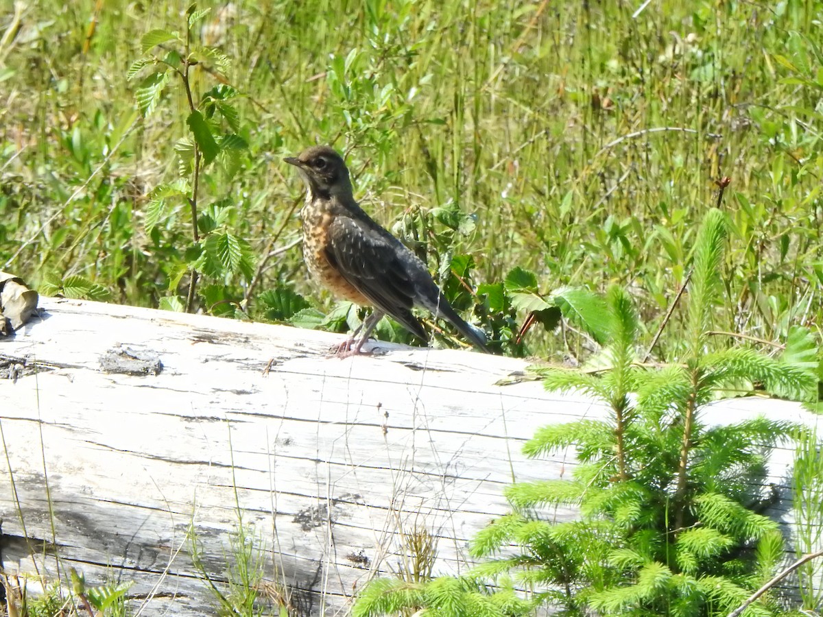 American Robin - ML620519457