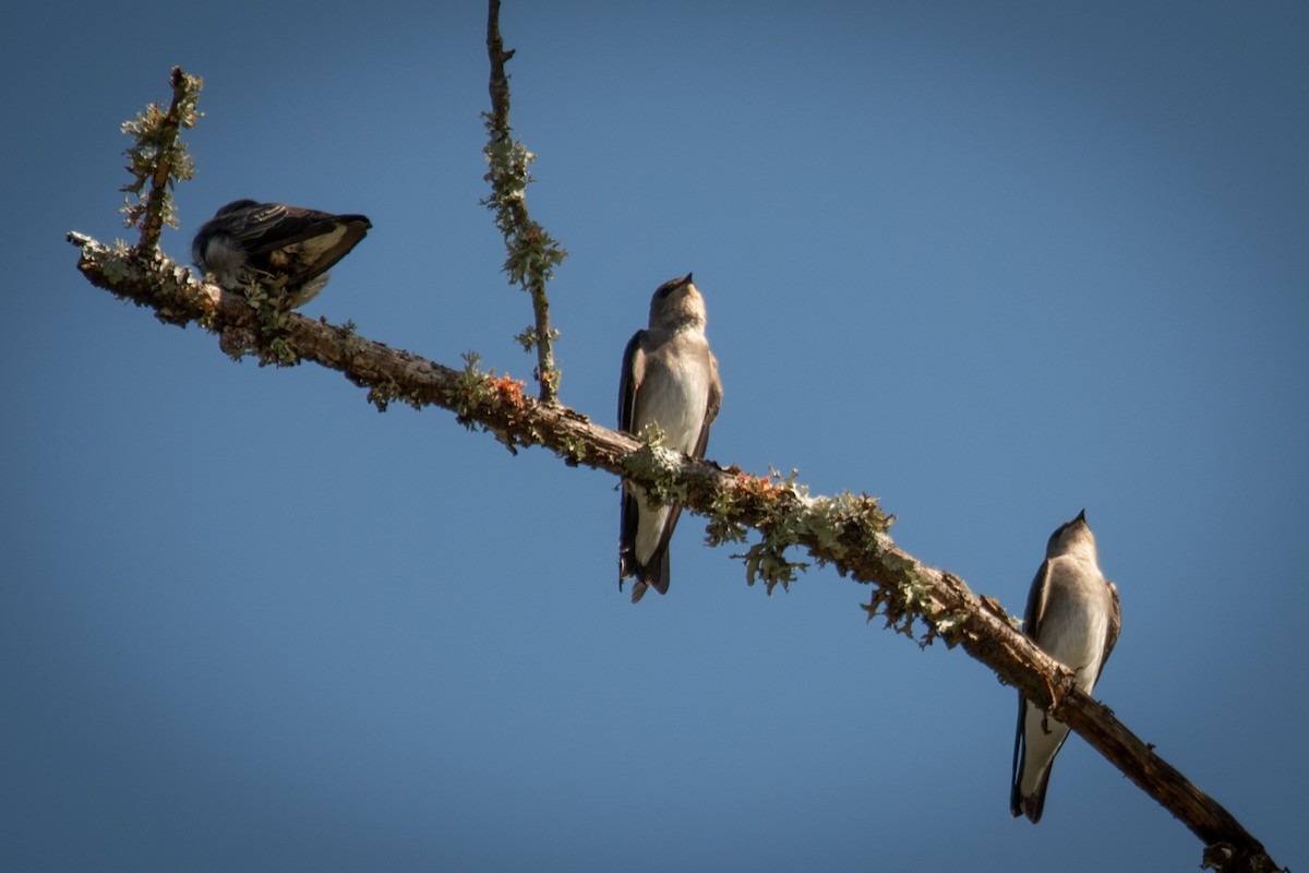 Northern Rough-winged Swallow - ML620519465