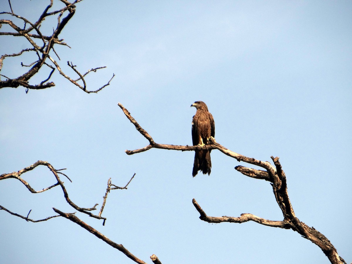 Black Kite - ML620519467