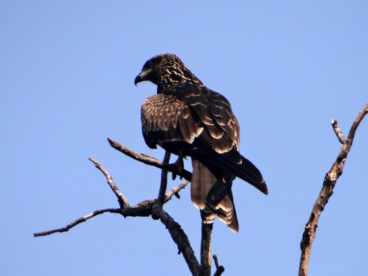 Black Kite - ML620519473