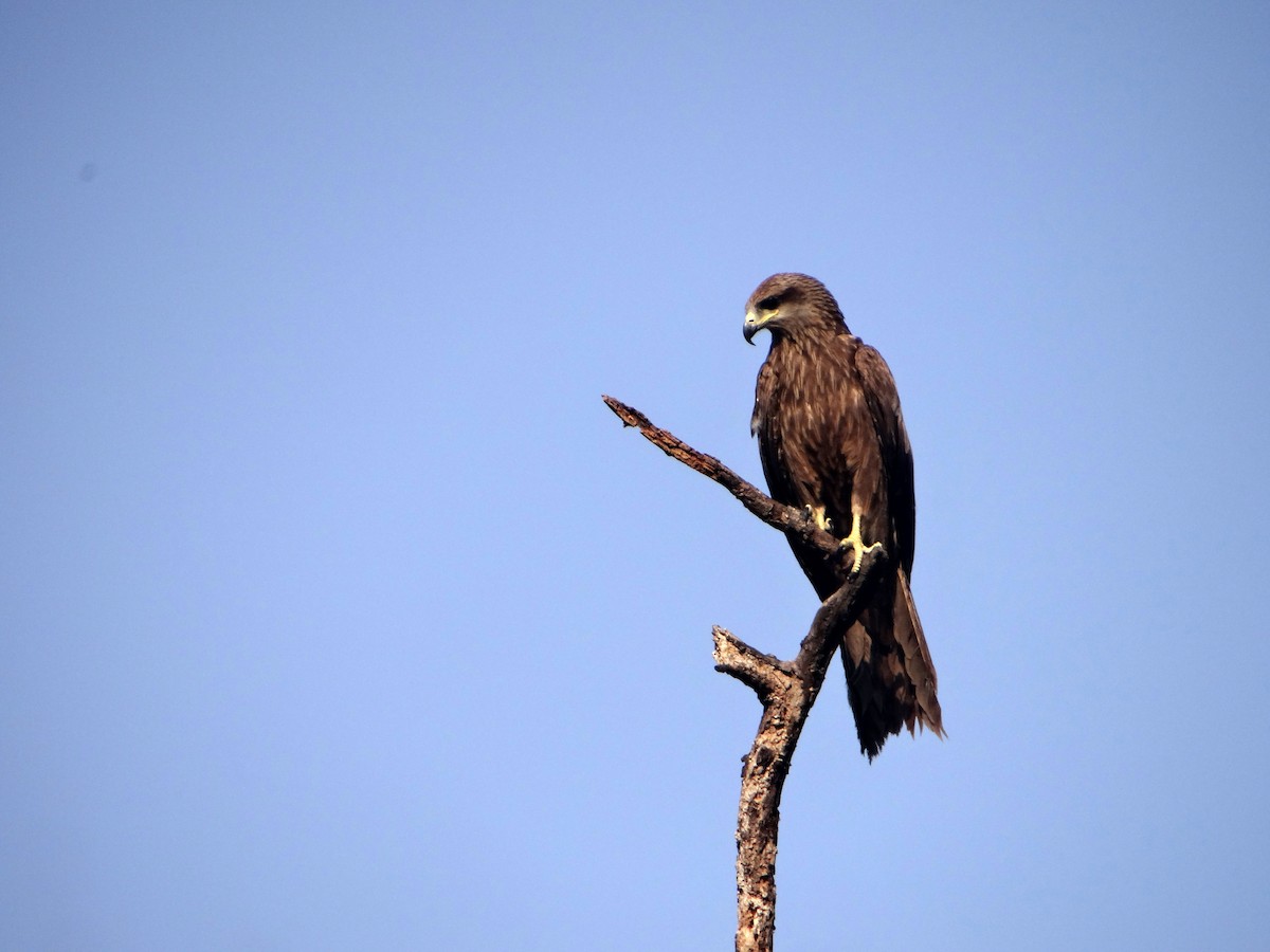 Black Kite - ML620519475