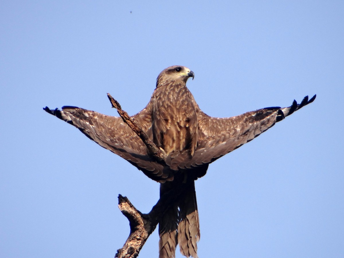 Black Kite - ML620519478