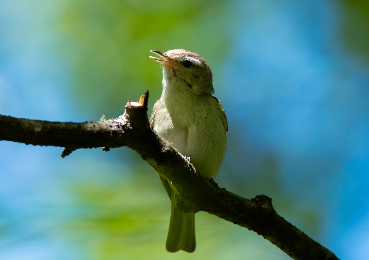 Warbling Vireo - ML620519482