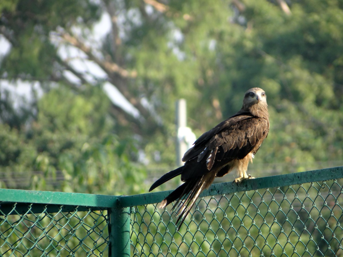 Black Kite - ML620519483