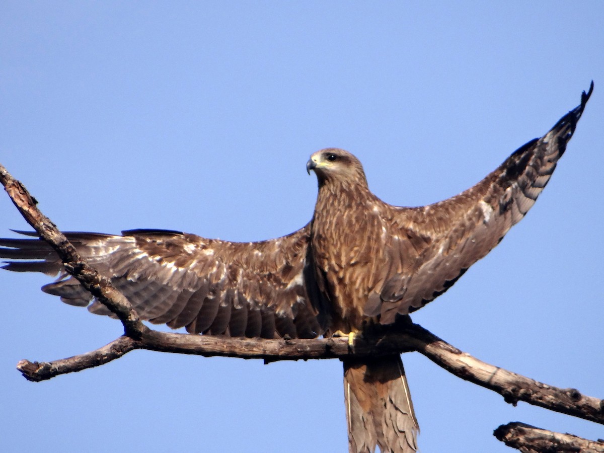 Black Kite - ML620519489