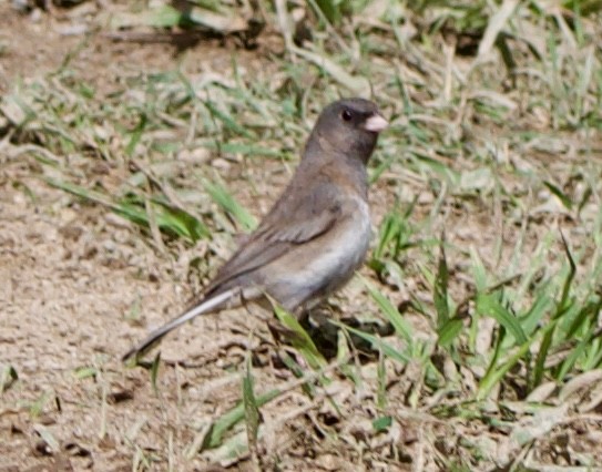 Junco ardoisé (hyemalis/carolinensis) - ML620519500