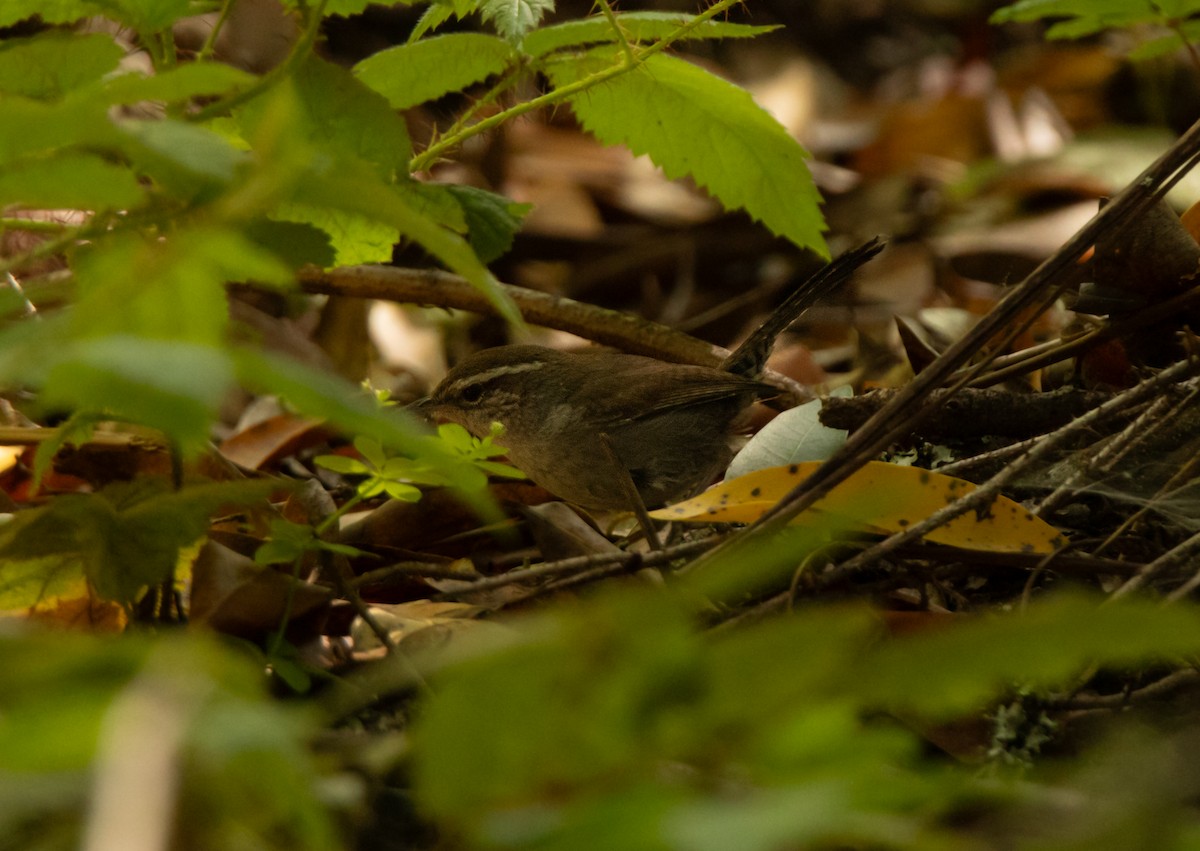 Bewick's Wren - ML620519501