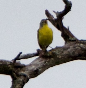 Nashville Warbler - ML620519505