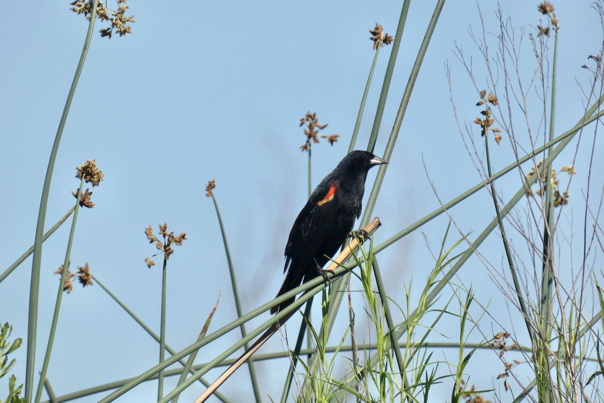 Red-winged Blackbird - ML620519510