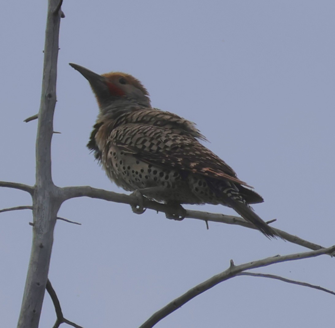 Northern Flicker - ML620519516