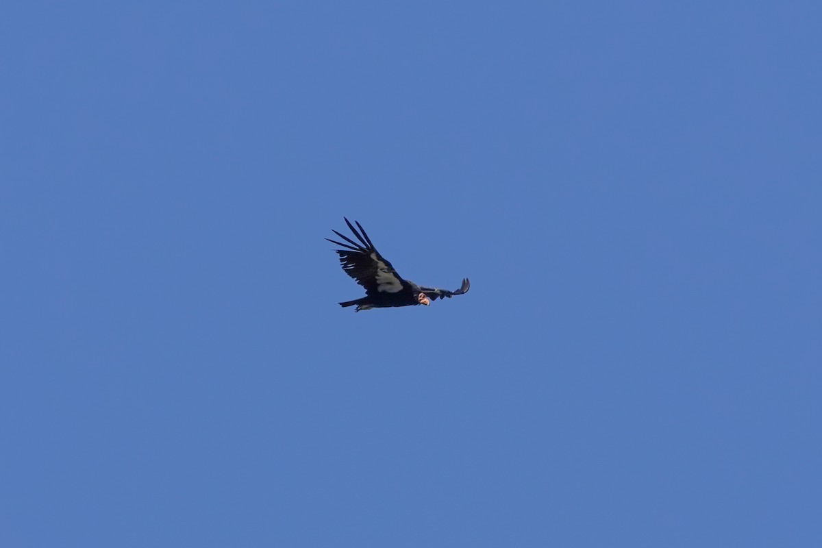 California Condor - ML620519518