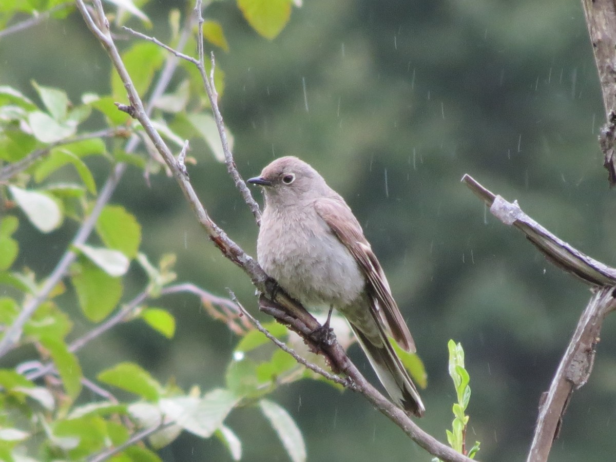 Townsend's Solitaire - ML620519520