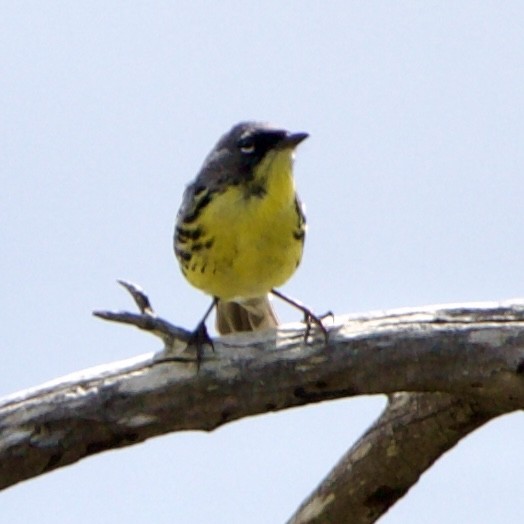 Kirtland's Warbler - ML620519524