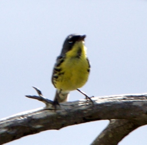 Kirtland's Warbler - ML620519526