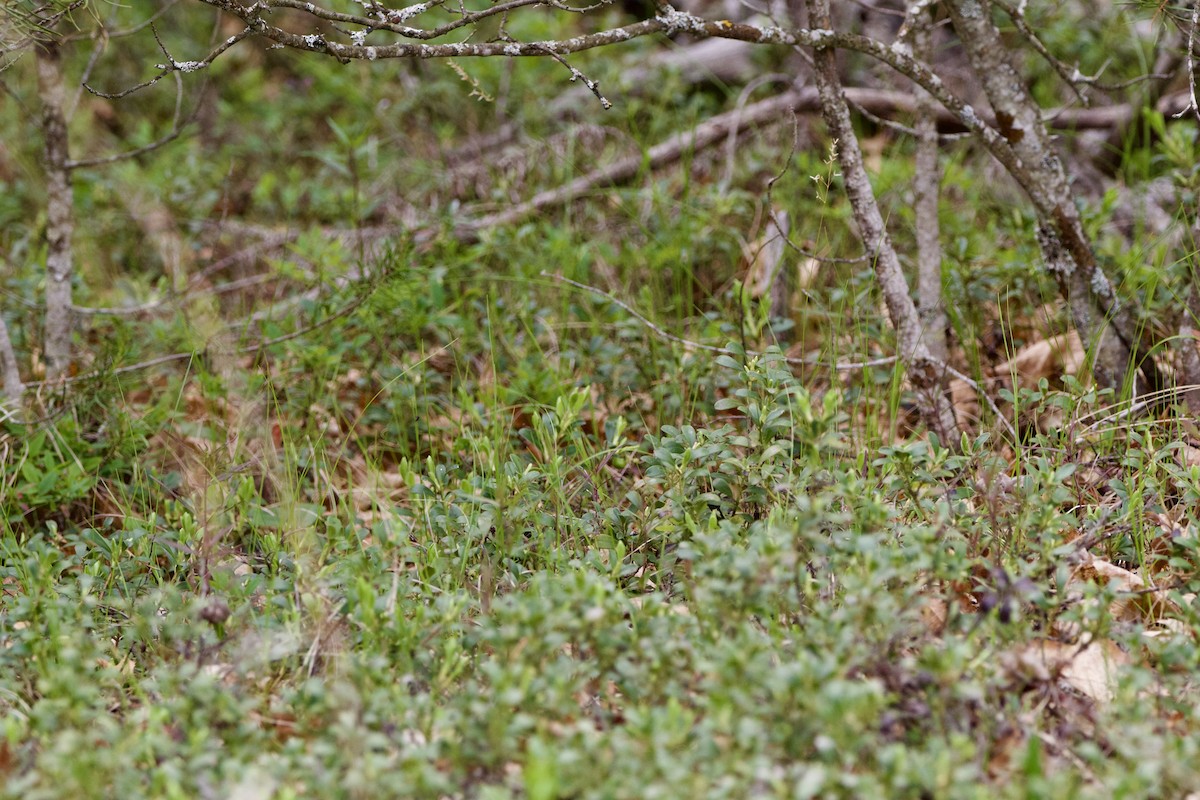 Kirtland's Warbler - ML620519528