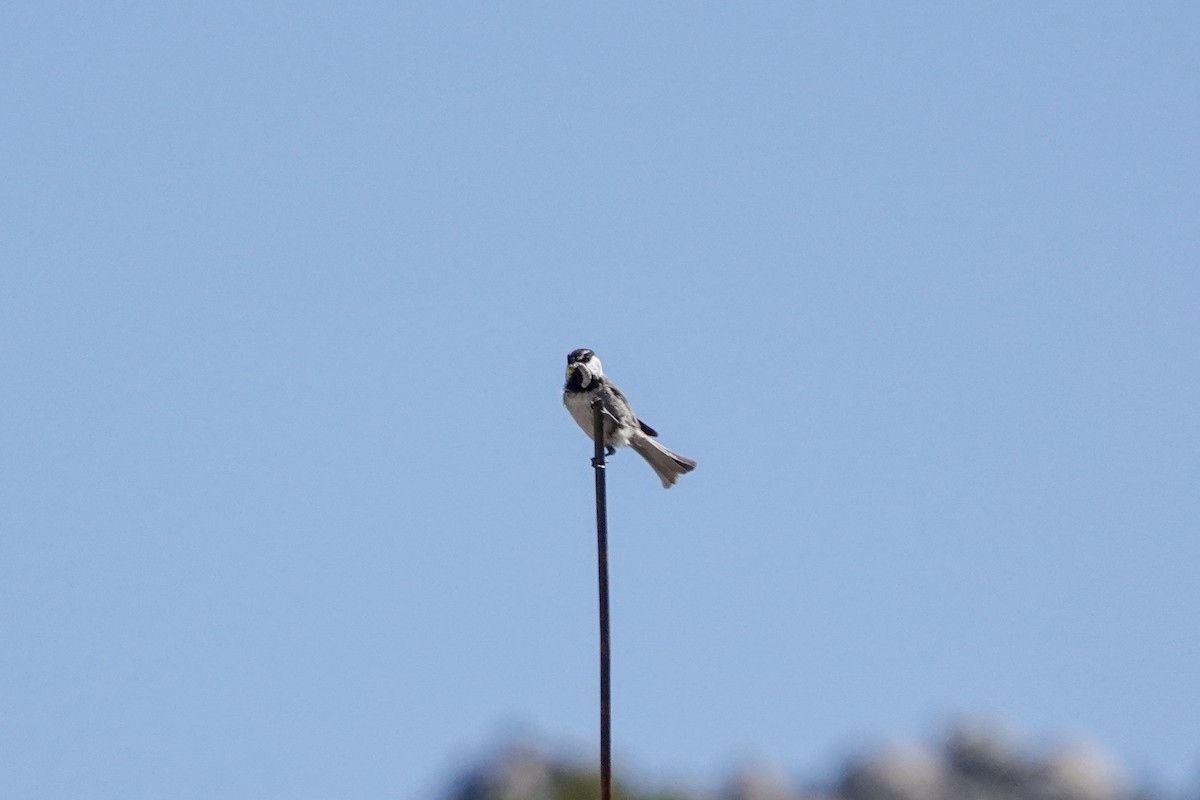 Mountain Chickadee - ML620519534