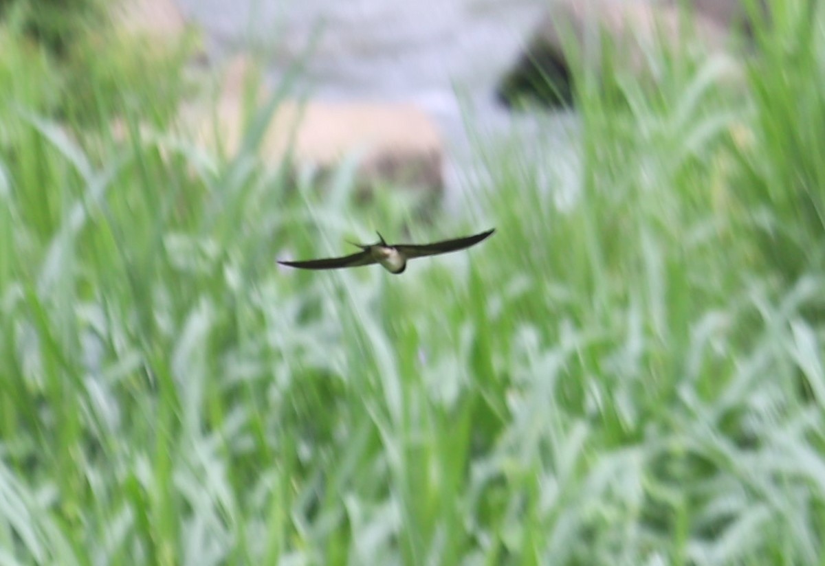 Barn Swallow - ML620519535